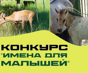 В Беловежской пуще ищут имена для новорожденных животных